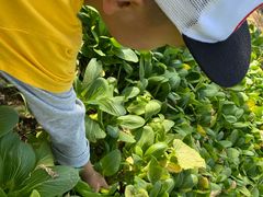 -武汉开心果园农业发展有限公司