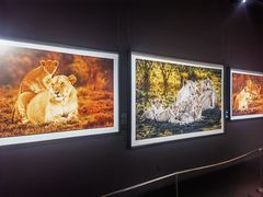 -罗红摄影艺术馆