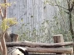 -都江堰中华大熊猫苑