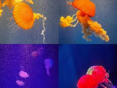 -海合安成都极地海洋公园