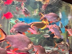 -上海海洋水族馆