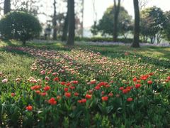 -上海鲜花港