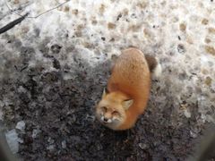 -宫城藏王狐狸村