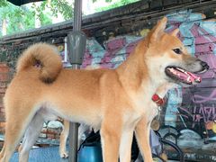 -柴犬高等学院·狗咖·柴犬售卖·宠物训练