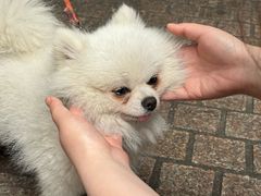 -田波泡椒牛蛙(巴丽新地店)