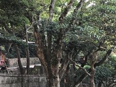 -普陀山风景区-佛顶山