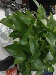 点击看大图 -尚·丹尼Hair