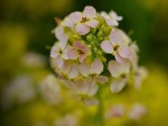 -中国天府农业博览园