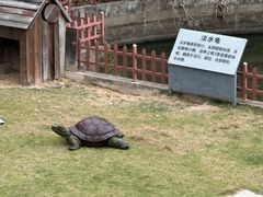 -广东惠东海龟国家级自然保护区