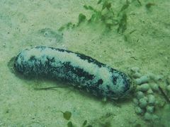 -塞班肯辛顿酒店Kensington Hotel Saipan