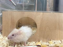 -萌兽医馆·眼科·异宠专科(三里屯店)