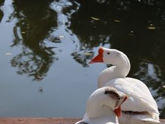 -苏州文庙(姑苏区)