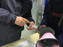-睿金宠物医院·CT·肿瘤·骨外科