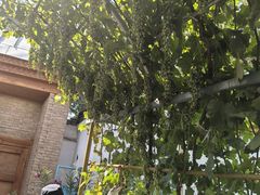 -伊犁老城喀赞其民俗旅游区
