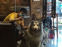 -more than meow吴止猫主题餐厅(承德 中船汇店)