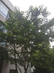 -梵创造型