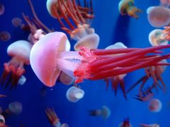 -成都浩海立方海洋公园