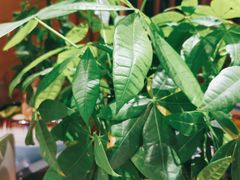 -木王宴语·野生鲜菌火锅(玉河店)