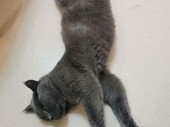 -猫在这儿猫咪咖啡馆·撸猫馆