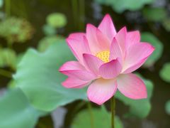 -曼听御花园