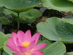 -天津东丽湖风景区