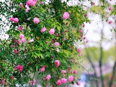 -鹅湖玫瑰文化园