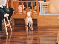 -豆柴町-柴犬主题狗咖(红鼎国际C座店)
