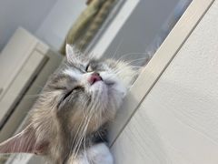 -有喵·猫咖·狗咖·30几只猫10只小狗(岗厦店)