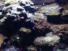 -西雅图水族馆