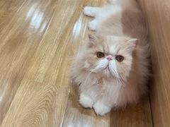 -滚猫咖啡·猫咖·猫友好撸猫(未来城店)