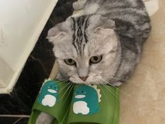 -关爱宠物医院·猫科中心·消化科(滨湖万达分院)