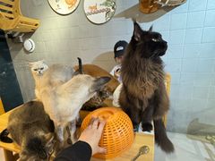 -豆逗聊愈猫阁Easy Life