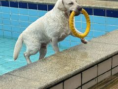-趣玩宠物乐园寄养训犬训狗游泳池