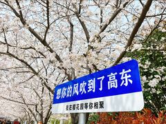 -高东镇樱花园