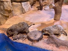 -正佳雨林生态植物园
