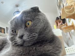 -我爱猫咪·猫咖·狗咖·安哥拉兔·羊驼咖(小寨华旗店)