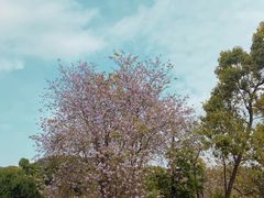 -广州市白云山风景名胜区