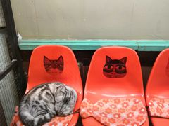 -猫咪博物馆(顶澳仔猫街店)