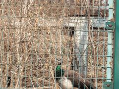 -北京麋鹿生态实验中心