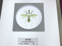 -上海昆虫博物馆