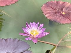 -石家庄市植物园