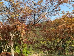 -桃花岭景区