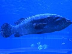 -石家庄极地海洋世界