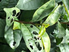 -祁门牯牛降观音堂风景区