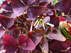 -中环花鸟鱼虫市场