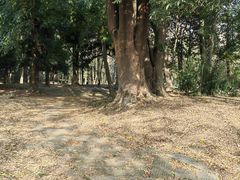 -杭州植物园