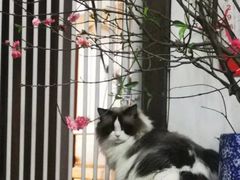 -宠颐生宠物医院外科·内科·皮肤科·影像科(石龙店)