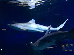 -烟台海昌鲸鲨海洋公园