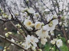 -香雪海