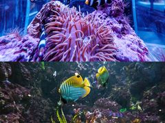 -海合安青岛极地海洋公园